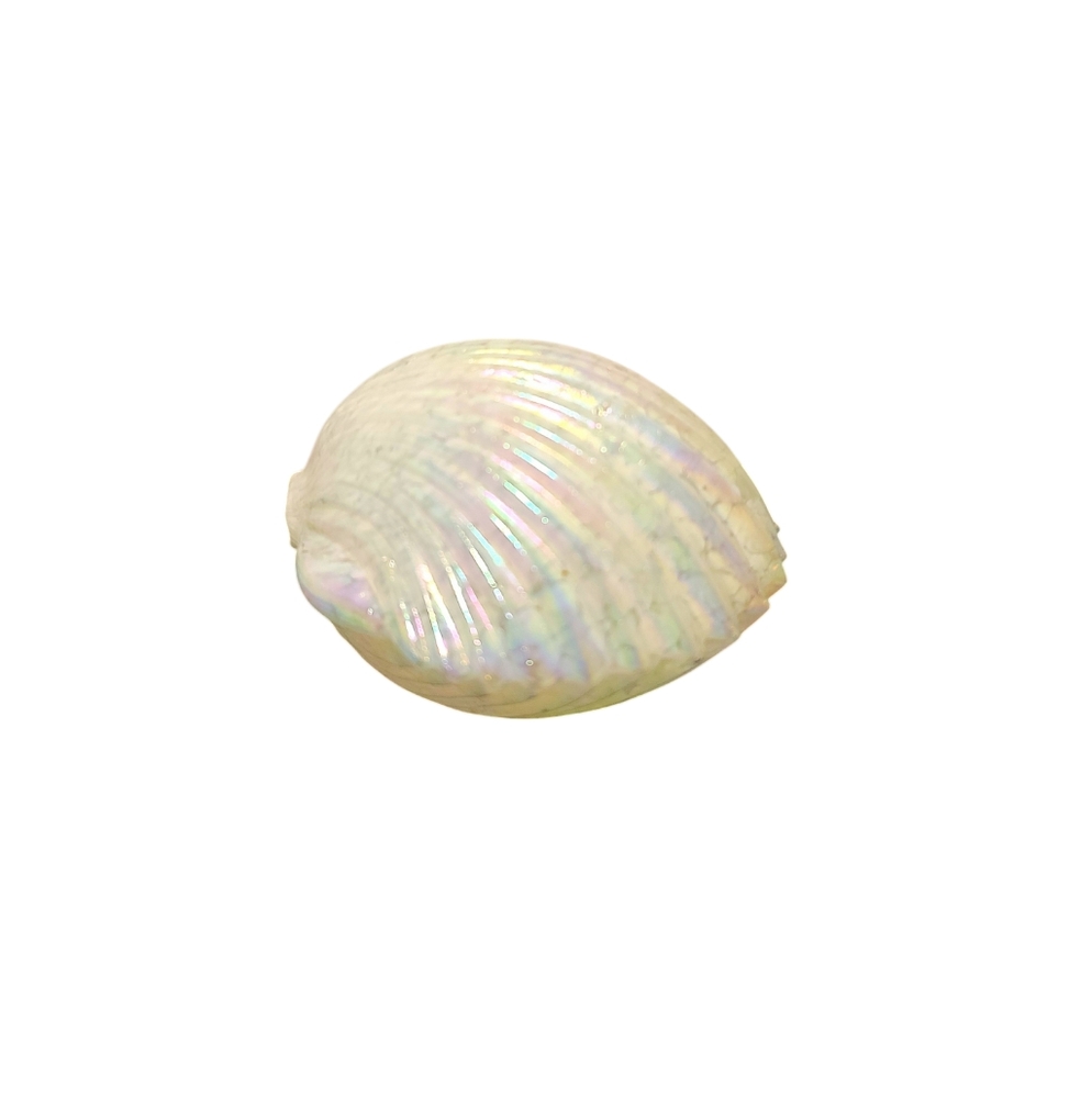 Hand Blown Iridescent Clam
